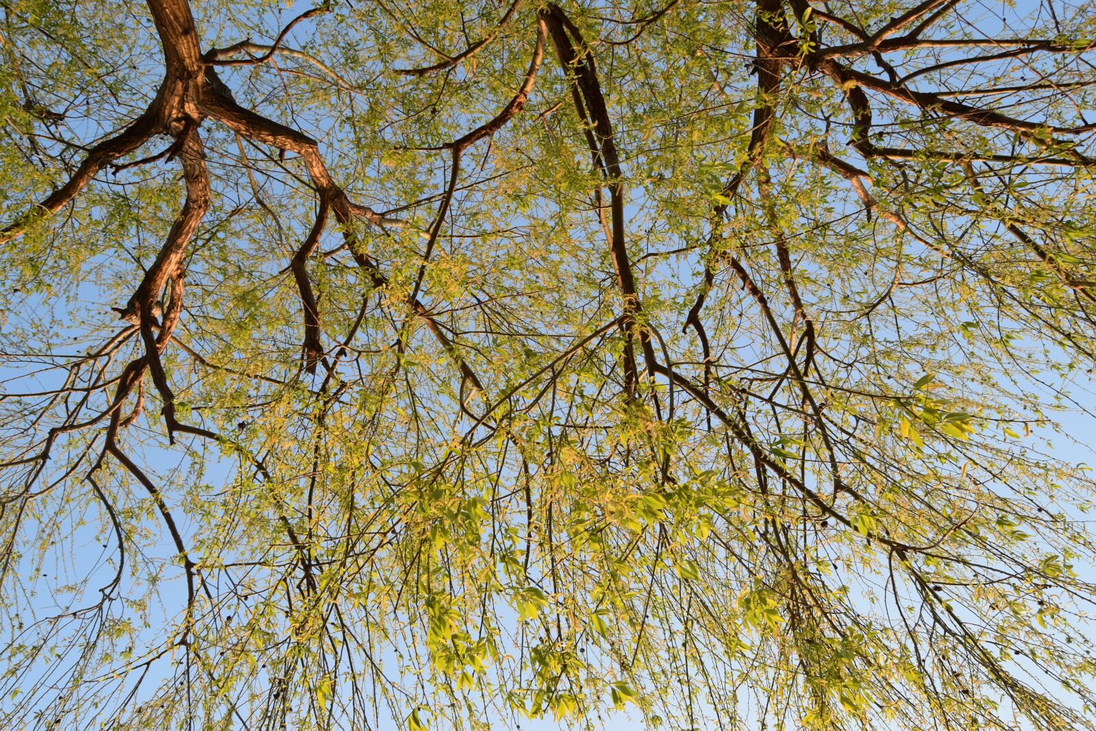 Nikon D3300 sample photo. Tree, nature, autumn photography