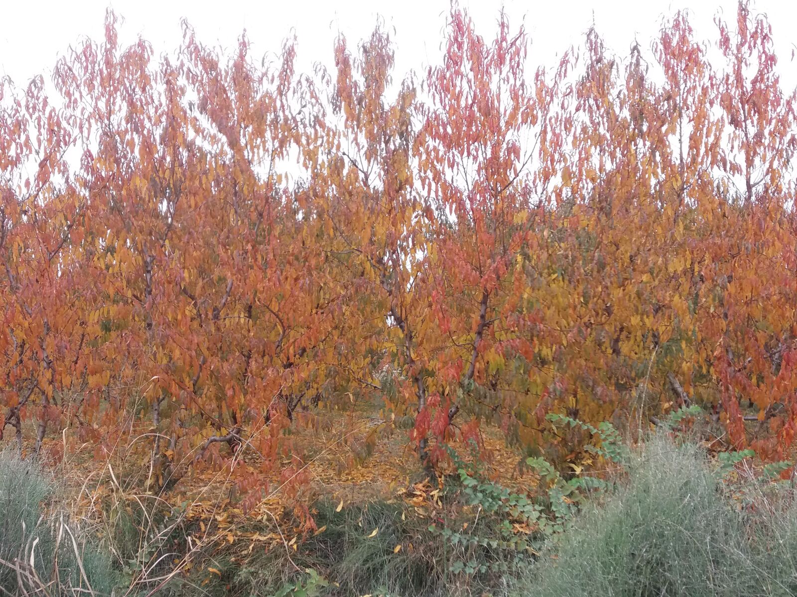 Samsung Galaxy J5 sample photo. Autumn, autumn, colours, autumn photography