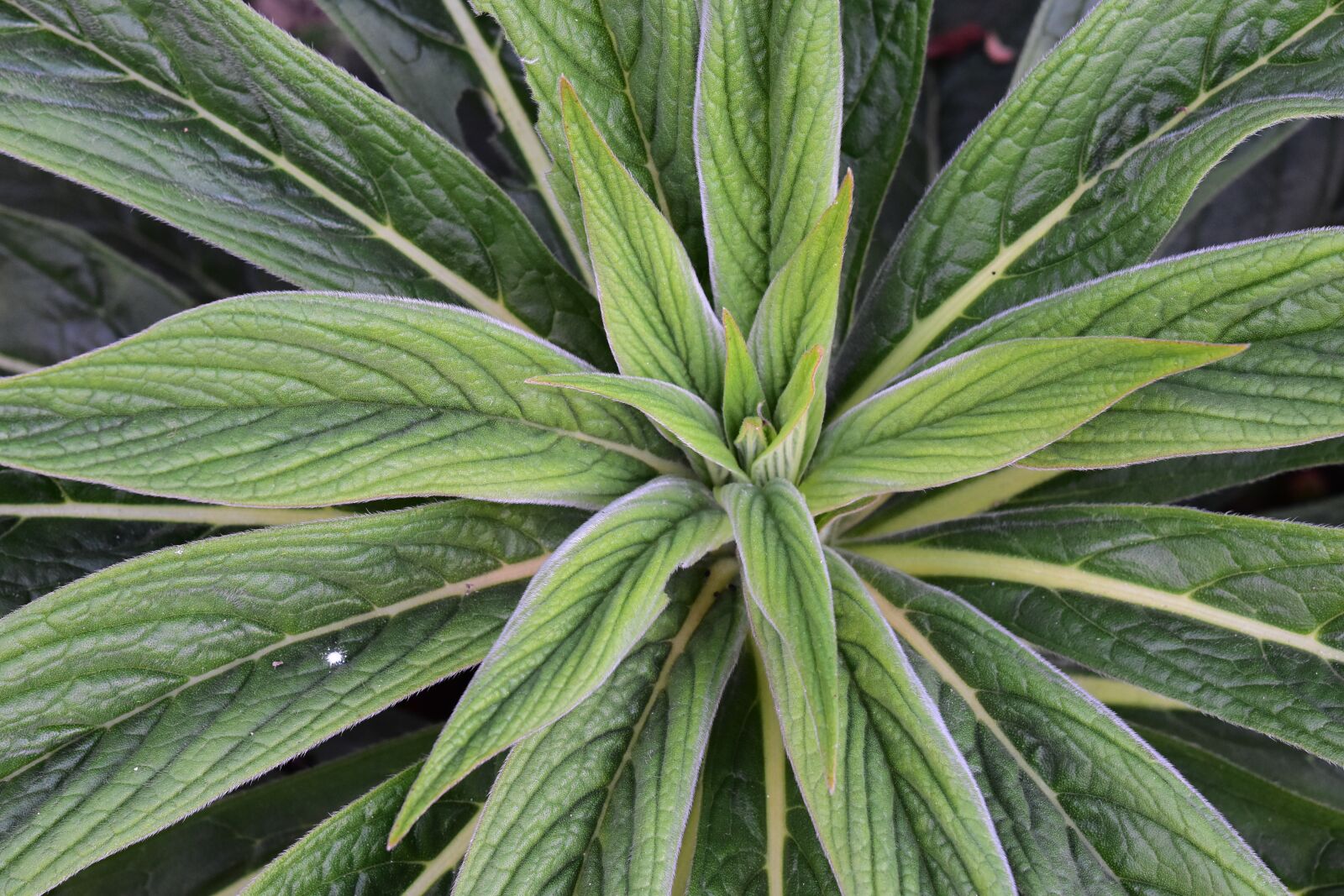 Nikon D5600 sample photo. Plant, green plant, leaves photography