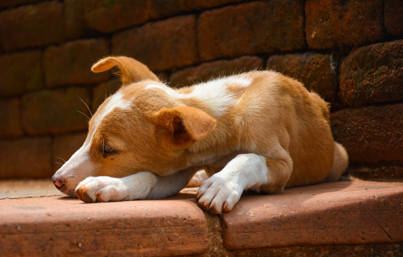 Nikon D5200 sample photo. Dog, puppy, animal photography