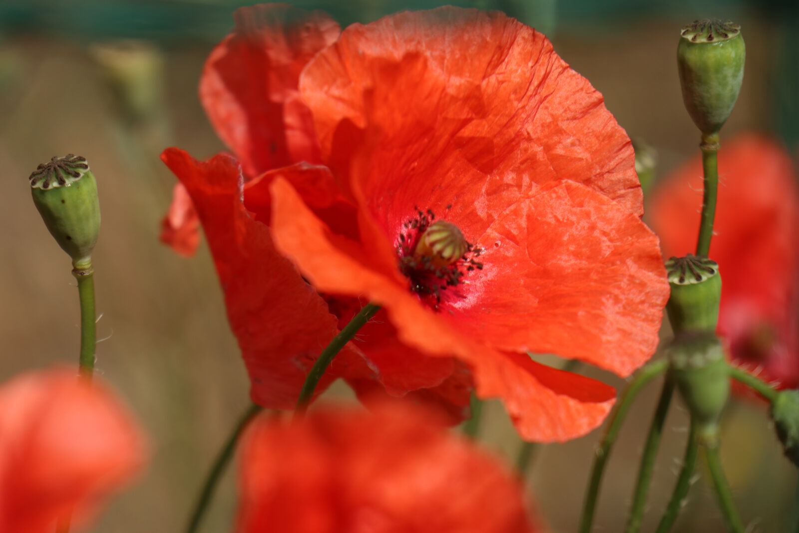 Canon EOS M6 sample photo. Summer, flowers, nature photography