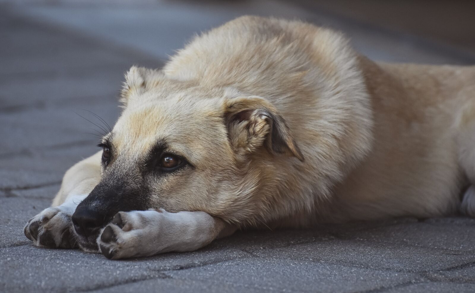 Nikon D7200 sample photo. Dog, hybrid, good photography