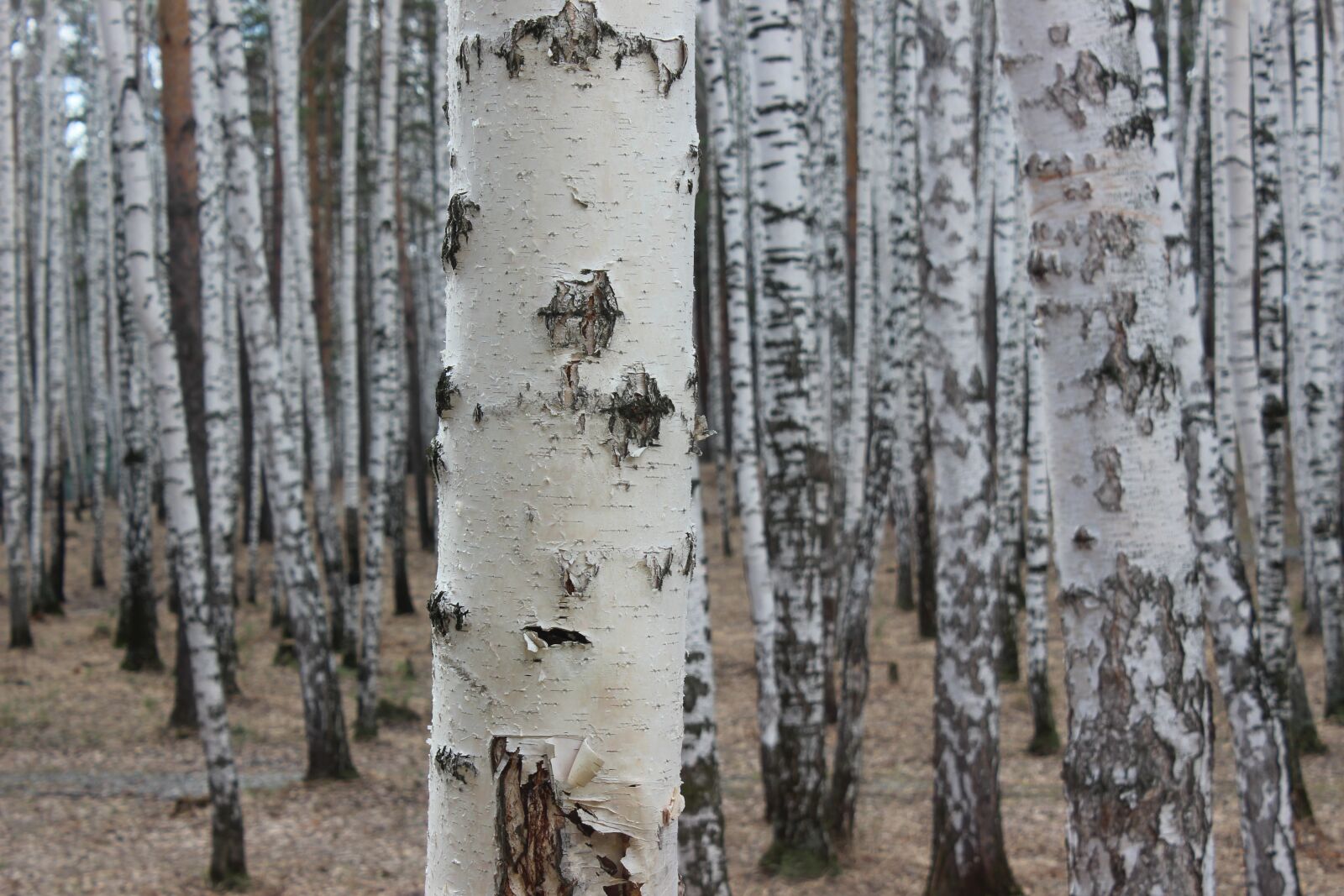 Canon EOS 600D (Rebel EOS T3i / EOS Kiss X5) sample photo. Wood, tree, nature photography