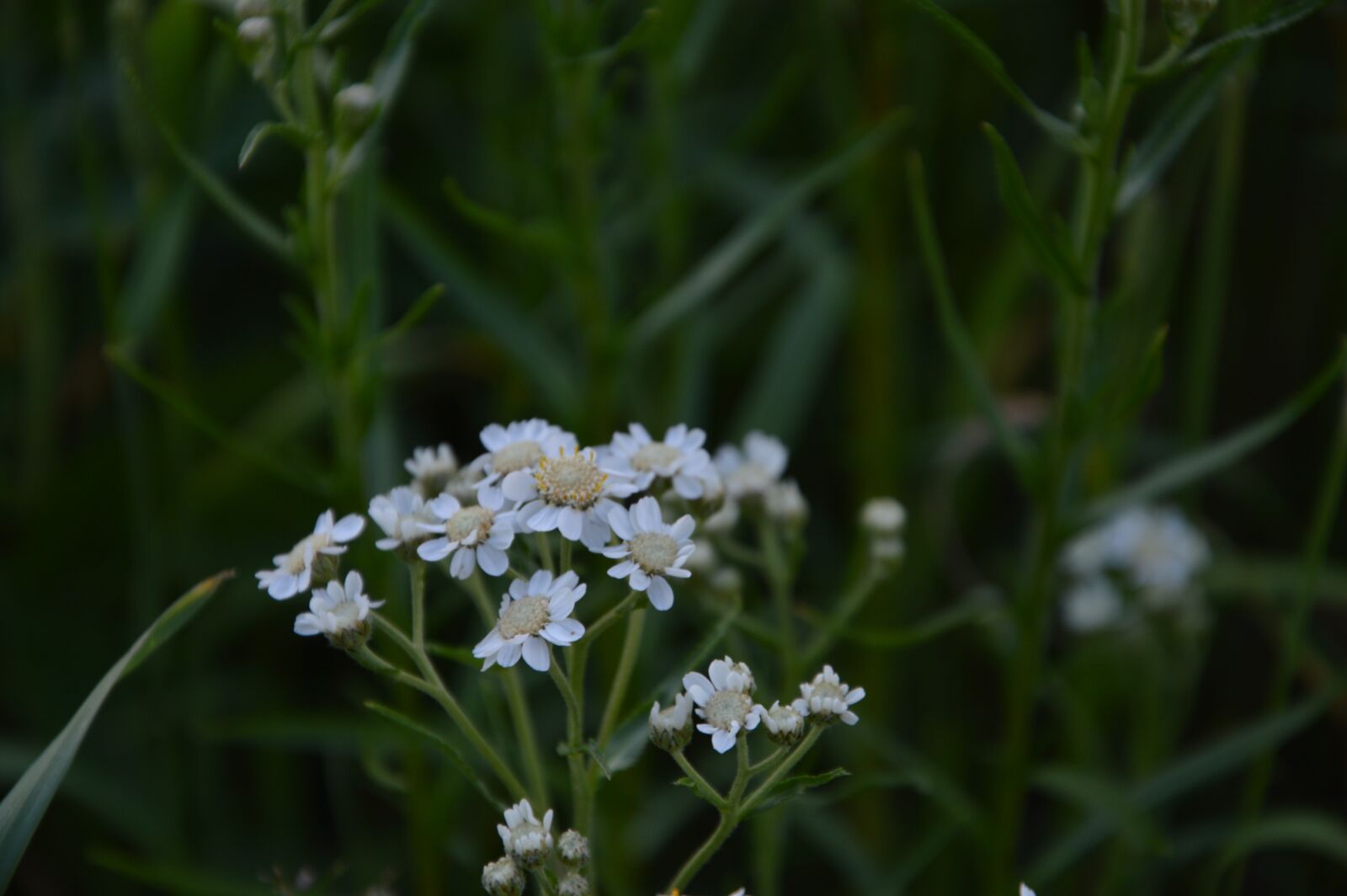Nikon D3200 sample photo. Flowers, petals, stem photography