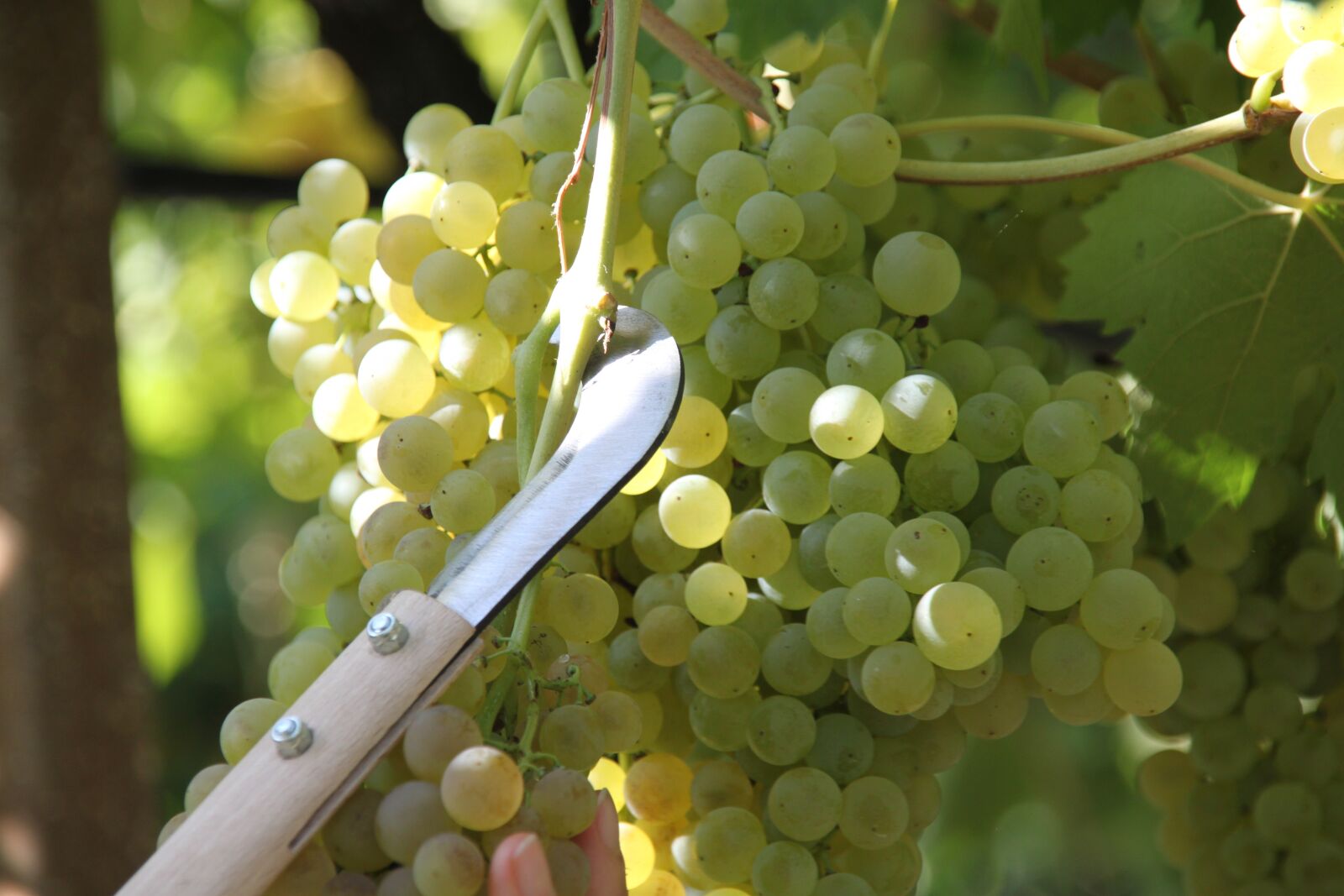 Canon EOS 500D (EOS Rebel T1i / EOS Kiss X3) sample photo. Grapes, vintage, fruit photography