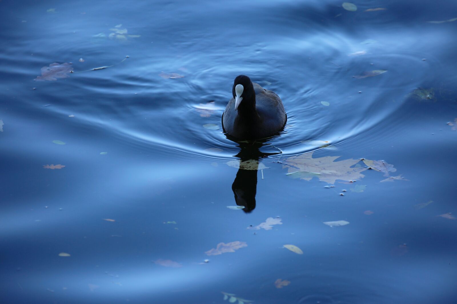 Canon EOS 5D Mark III sample photo. Coot, bird, water bird photography
