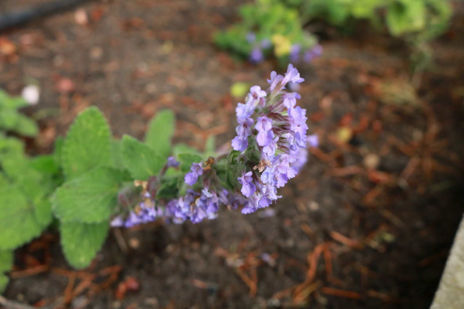Canon EOS 750D (EOS Rebel T6i / EOS Kiss X8i) sample photo. Flower, summer, violet photography