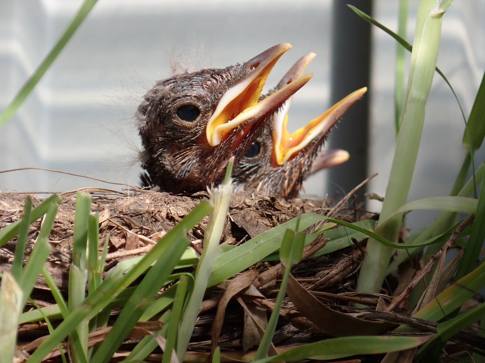 Olympus TG-5 sample photo. Bird, baby, blackbird photography