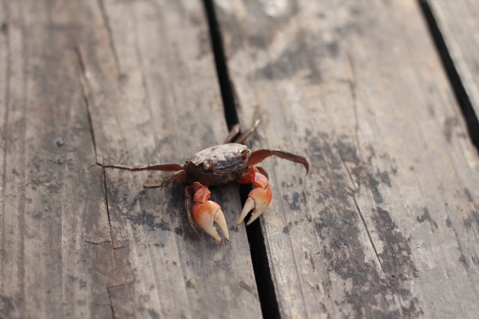 Canon EOS 60D + Canon EF 50mm F1.8 II sample photo. Crab photography