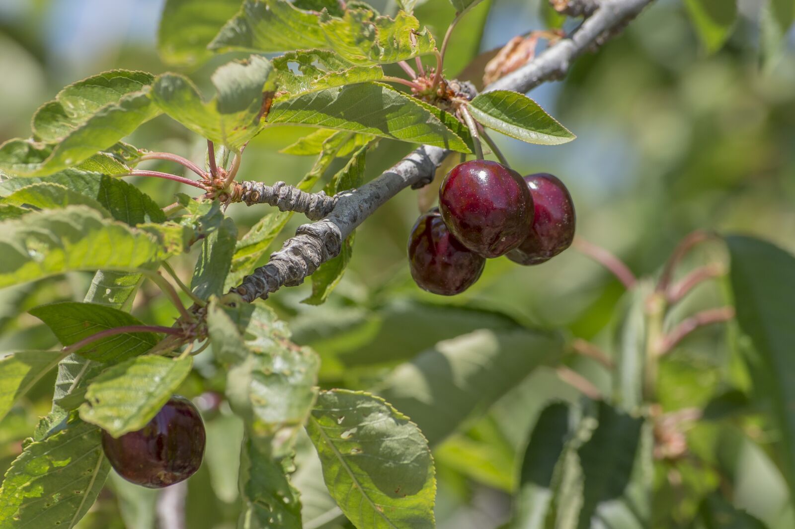 Nikon D3200 sample photo. Fruit, food, leaf photography