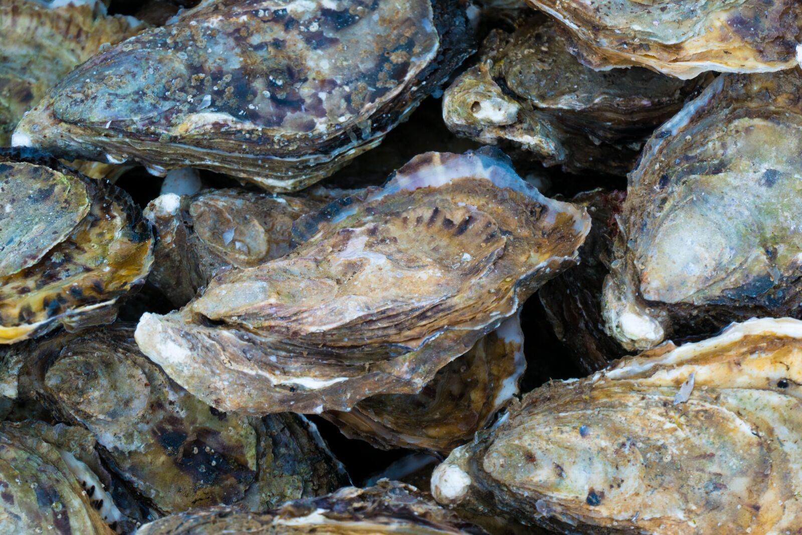Panasonic DC-TZ200 sample photo. Oysters, shells, oyster photography