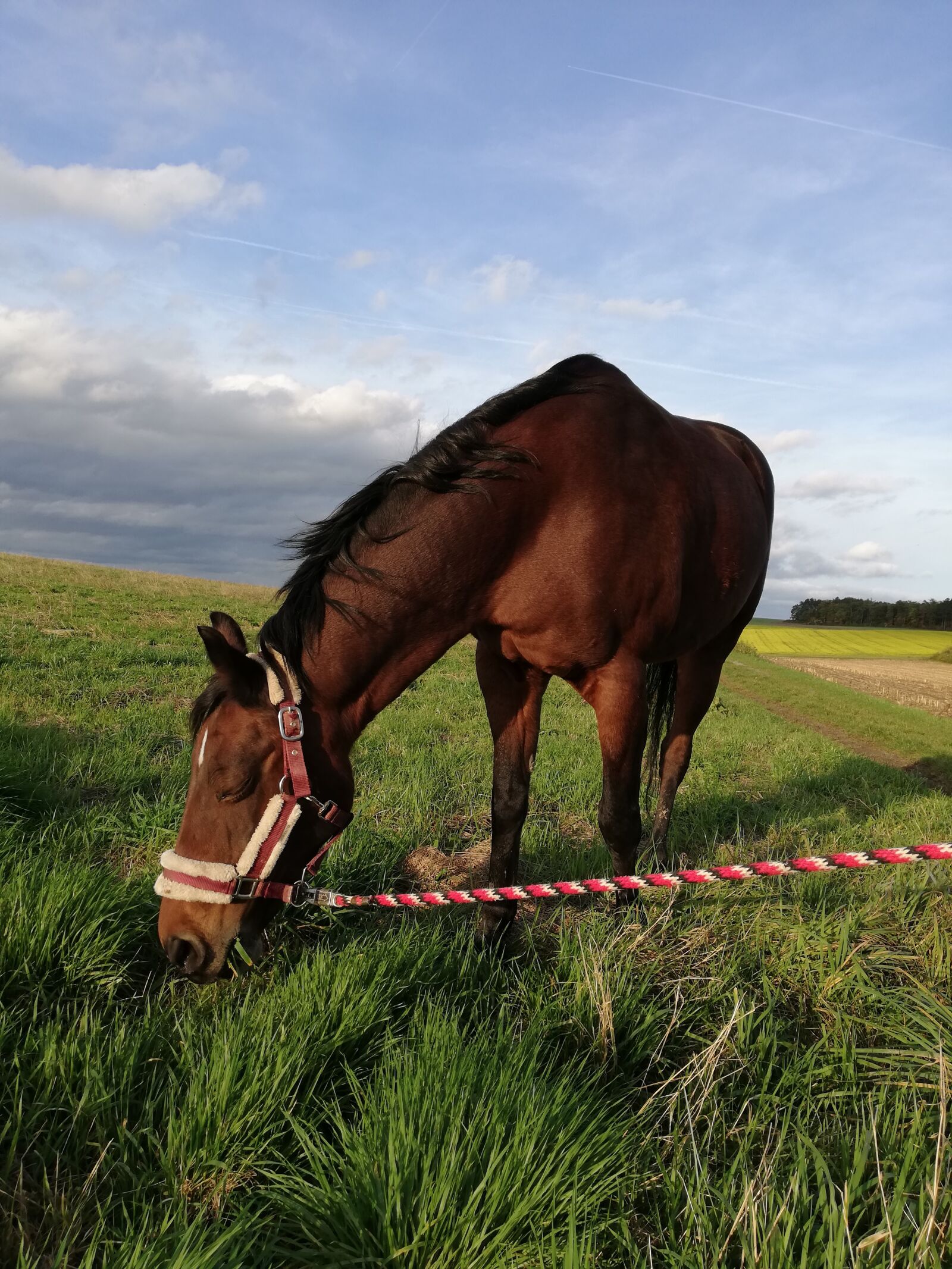 HUAWEI P20 lite sample photo. Autumn, horse, pony photography