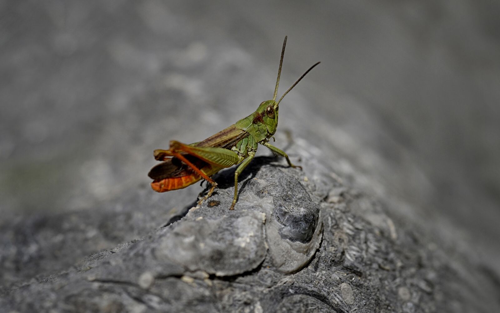 Nikon D610 sample photo. Insect, macro, grasshopper photography