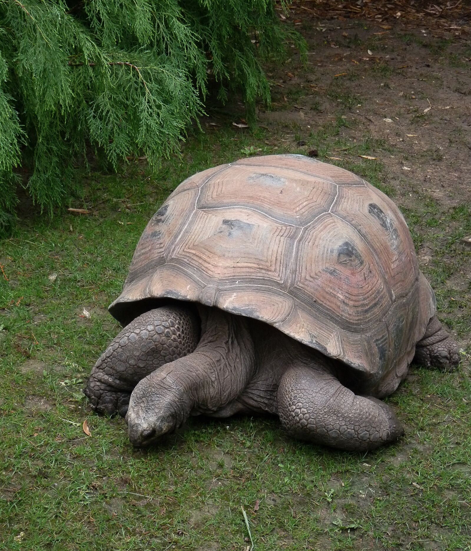 Panasonic Lumix DMC-FZ28 sample photo. Turtle, animal, carapace photography