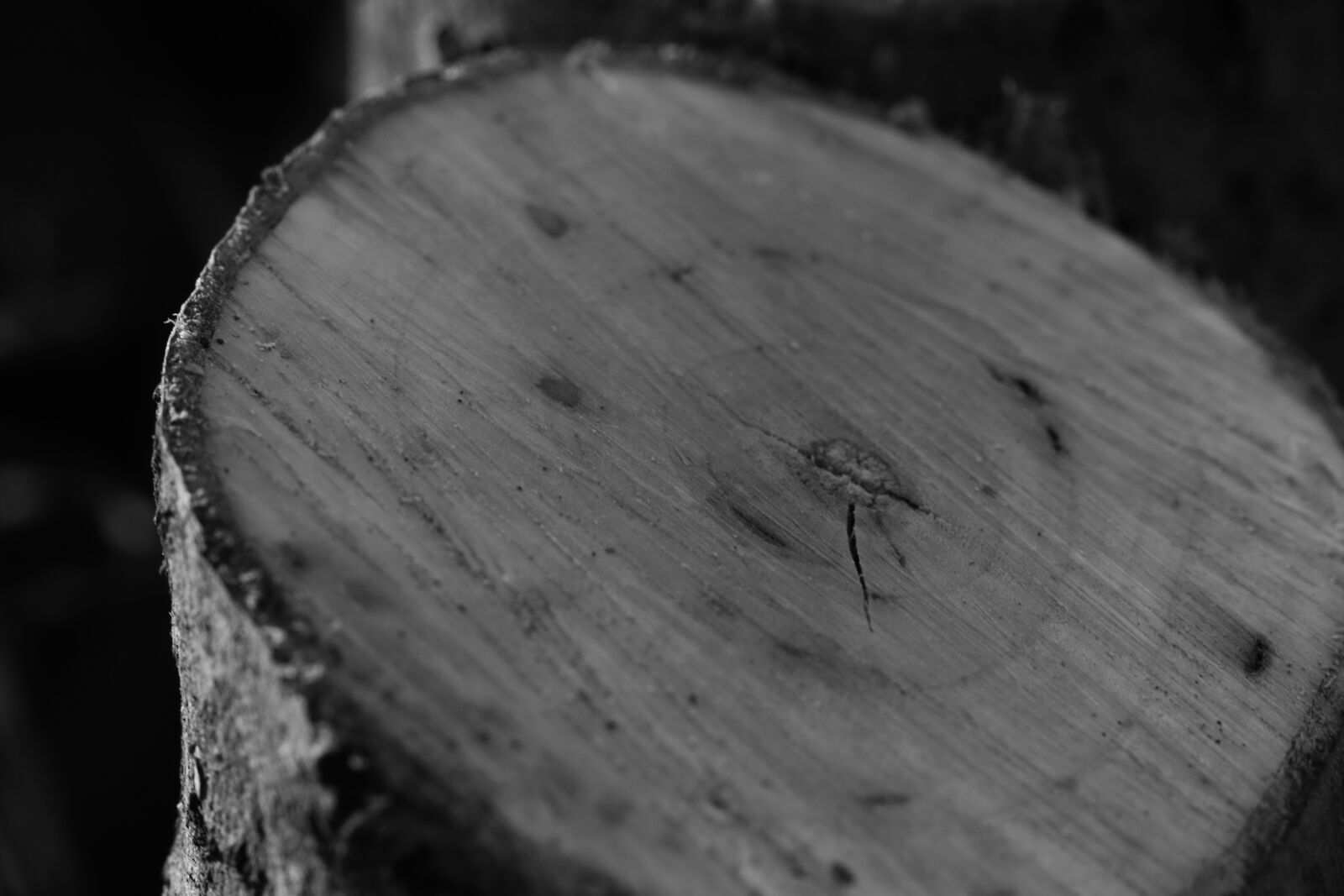 Canon EOS 7D Mark II sample photo. Tree stump, stump, tree photography