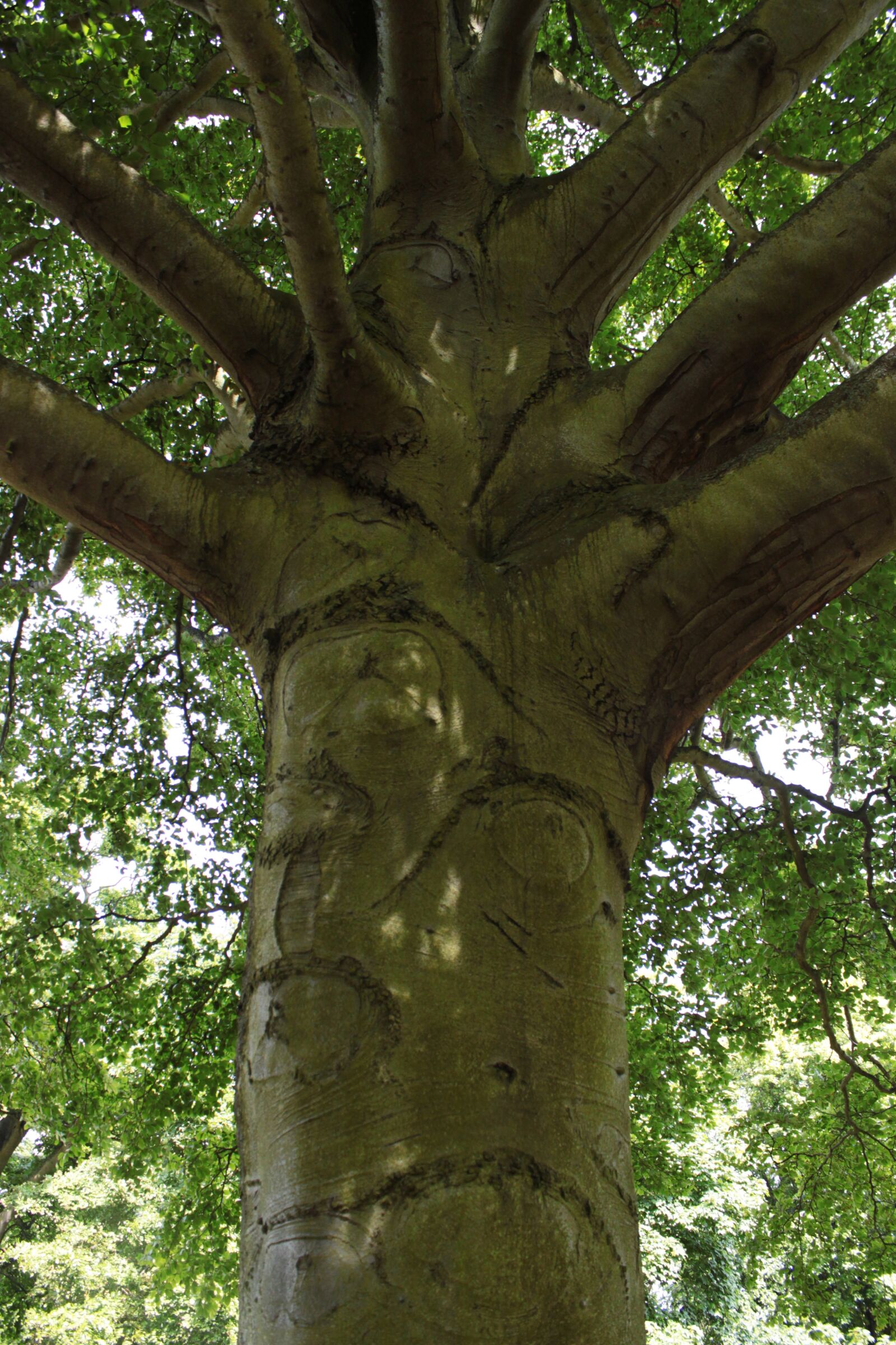 Canon EOS 500D (EOS Rebel T1i / EOS Kiss X3) sample photo. Tree trunk, branches, foliage photography