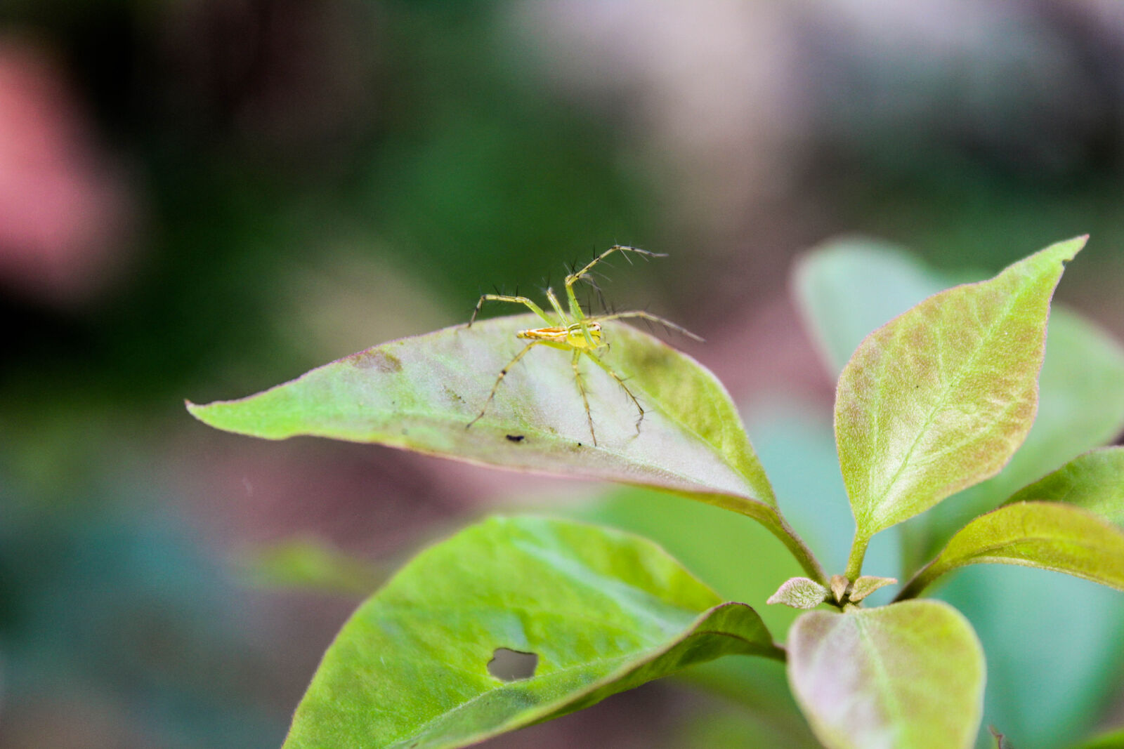Canon EOS 1300D (EOS Rebel T6 / EOS Kiss X80) sample photo. Desktop, wallpaper, green, spider photography