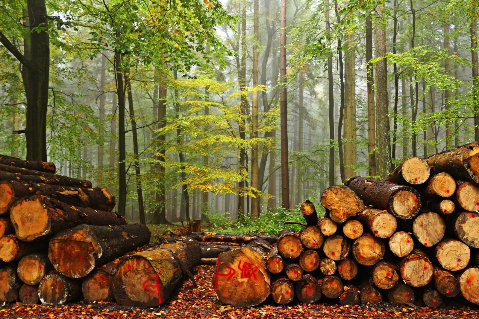 Canon EOS 100D (EOS Rebel SL1 / EOS Kiss X7) sample photo. Forest, wood, tree trunks photography