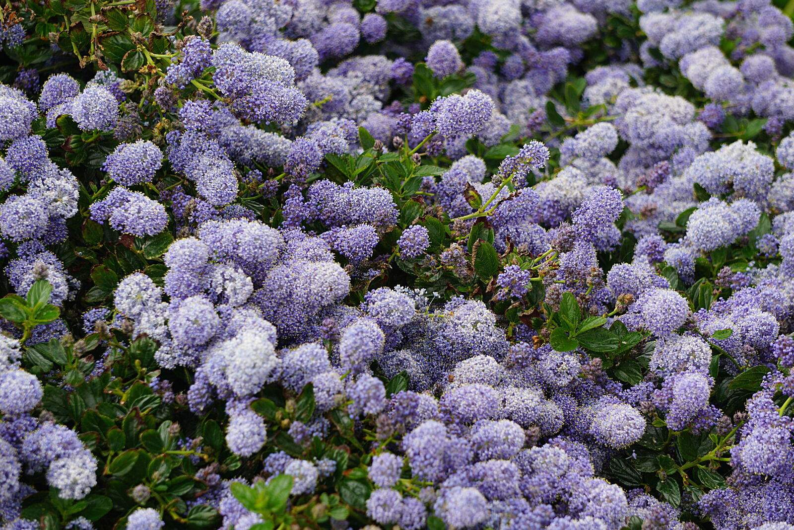 Sony a6000 sample photo. Bleu, botanique, boules, fleurs photography