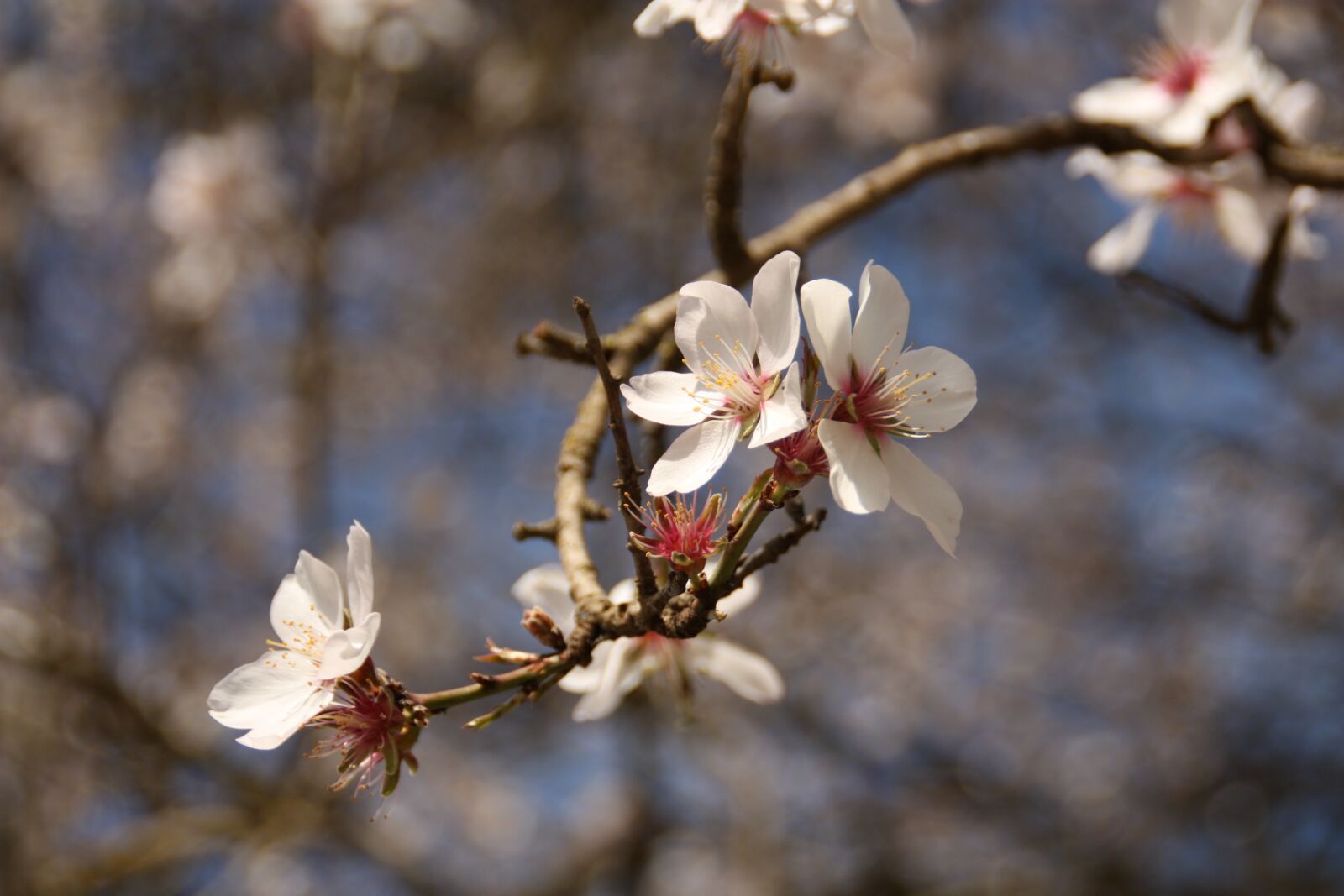 Canon EOS 450D (EOS Rebel XSi / EOS Kiss X2) sample photo. Cherry blossom, nature, flower photography