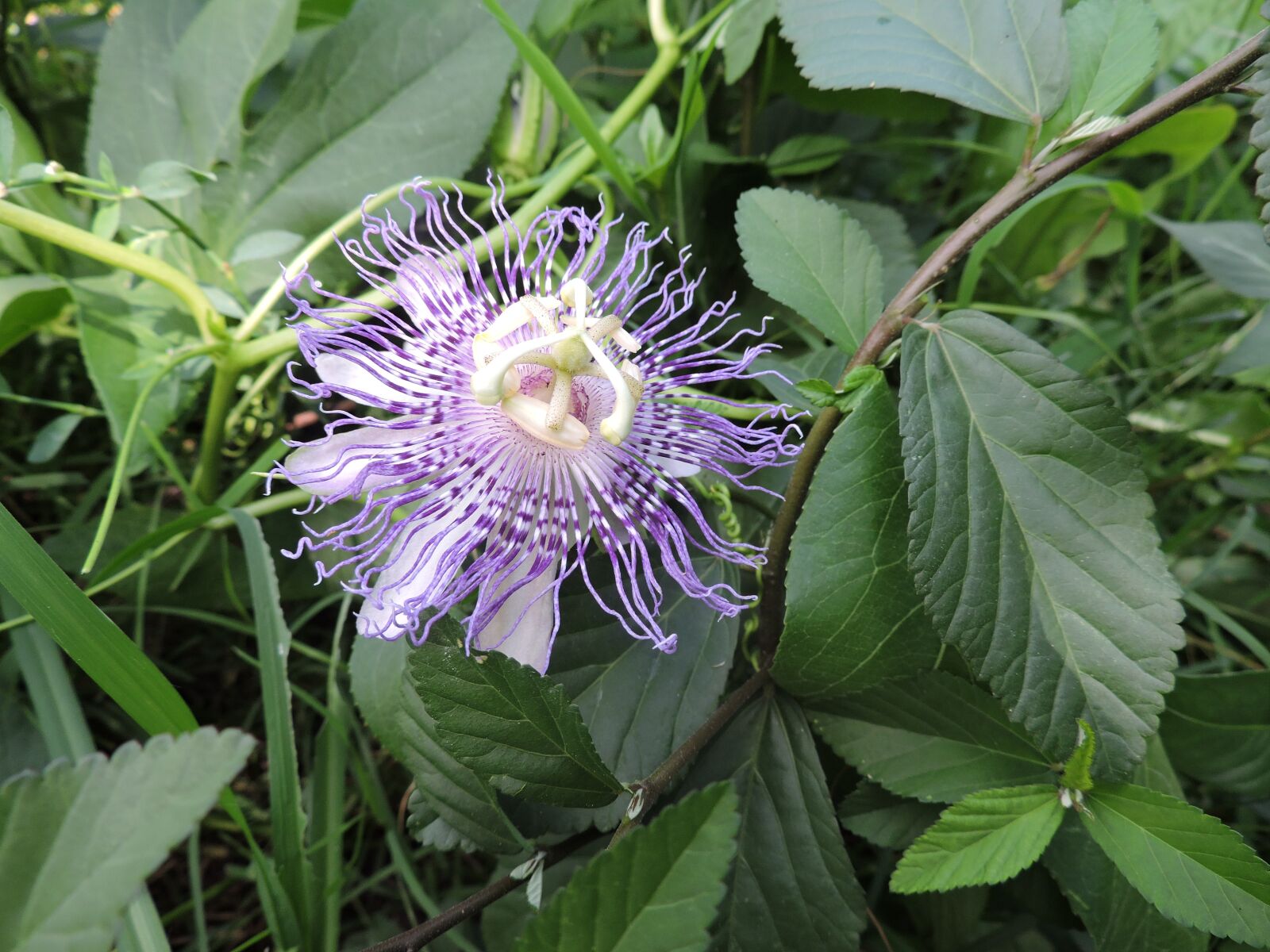 Nikon Coolpix P530 sample photo. Passion flower, flower, wild photography
