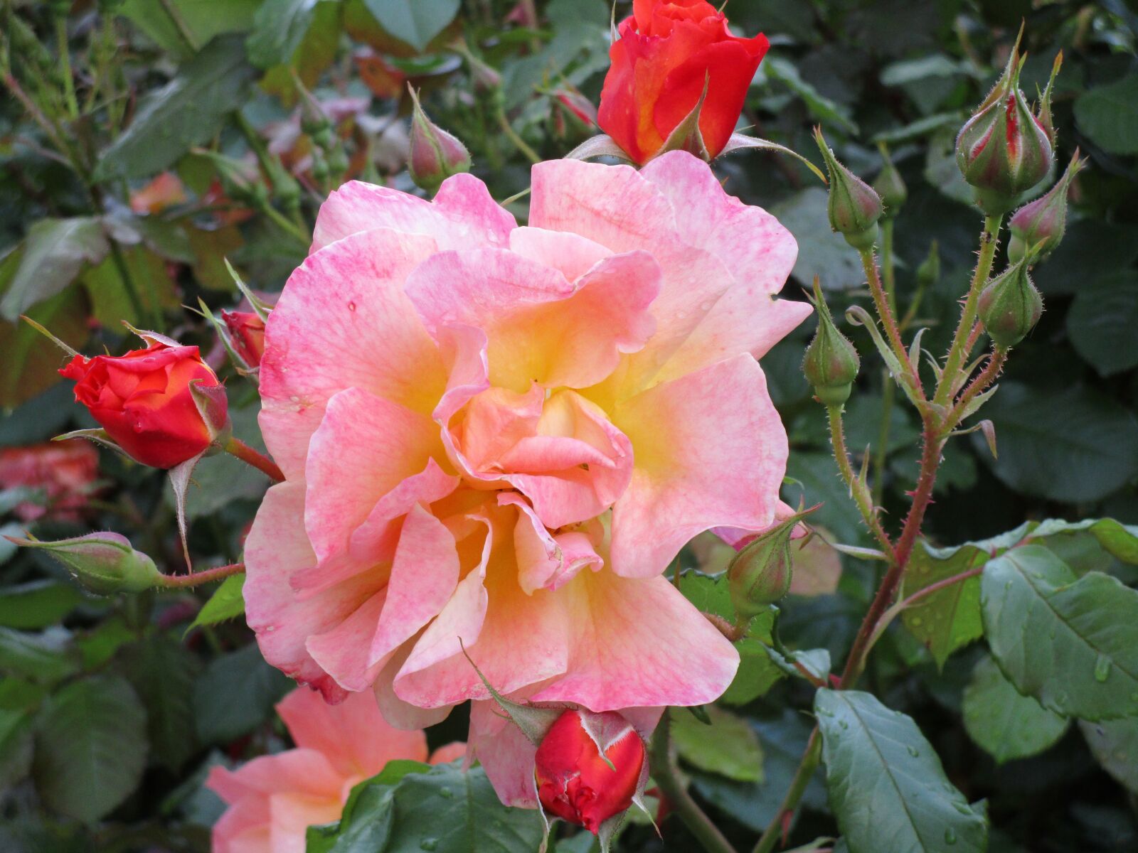 Canon PowerShot ELPH 150 IS (IXUS 155 / IXY 140) sample photo. Red rose, garden rose photography