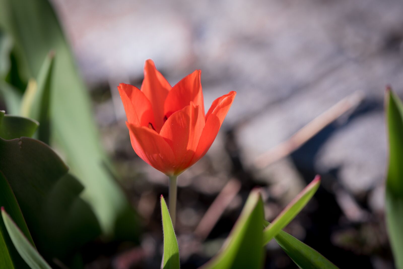 Nikon D750 sample photo. Tulip, red, small photography