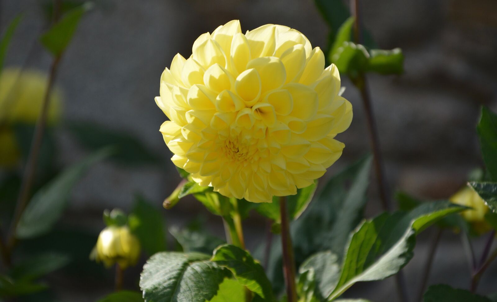 Nikon D5200 sample photo. Yellow flower, dahlia, green photography