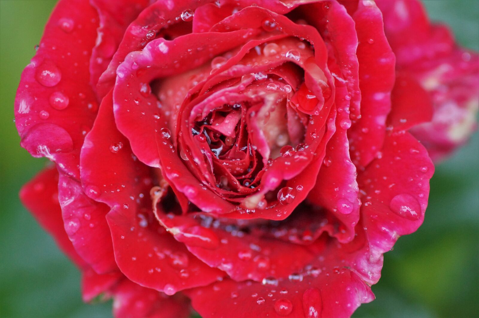 Sony SLT-A58 sample photo. Rose, red, flower photography