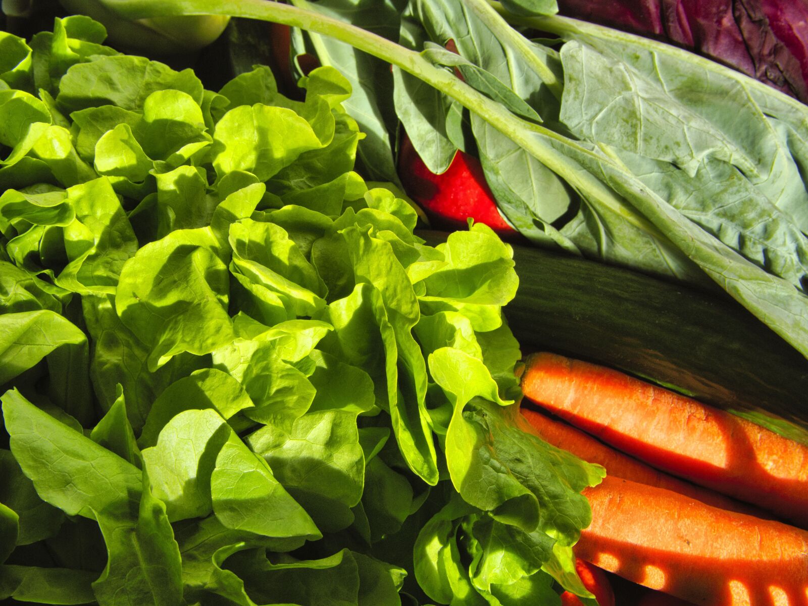 Olympus OM-D E-M10 III sample photo. Vegetables, bio, nutrition photography