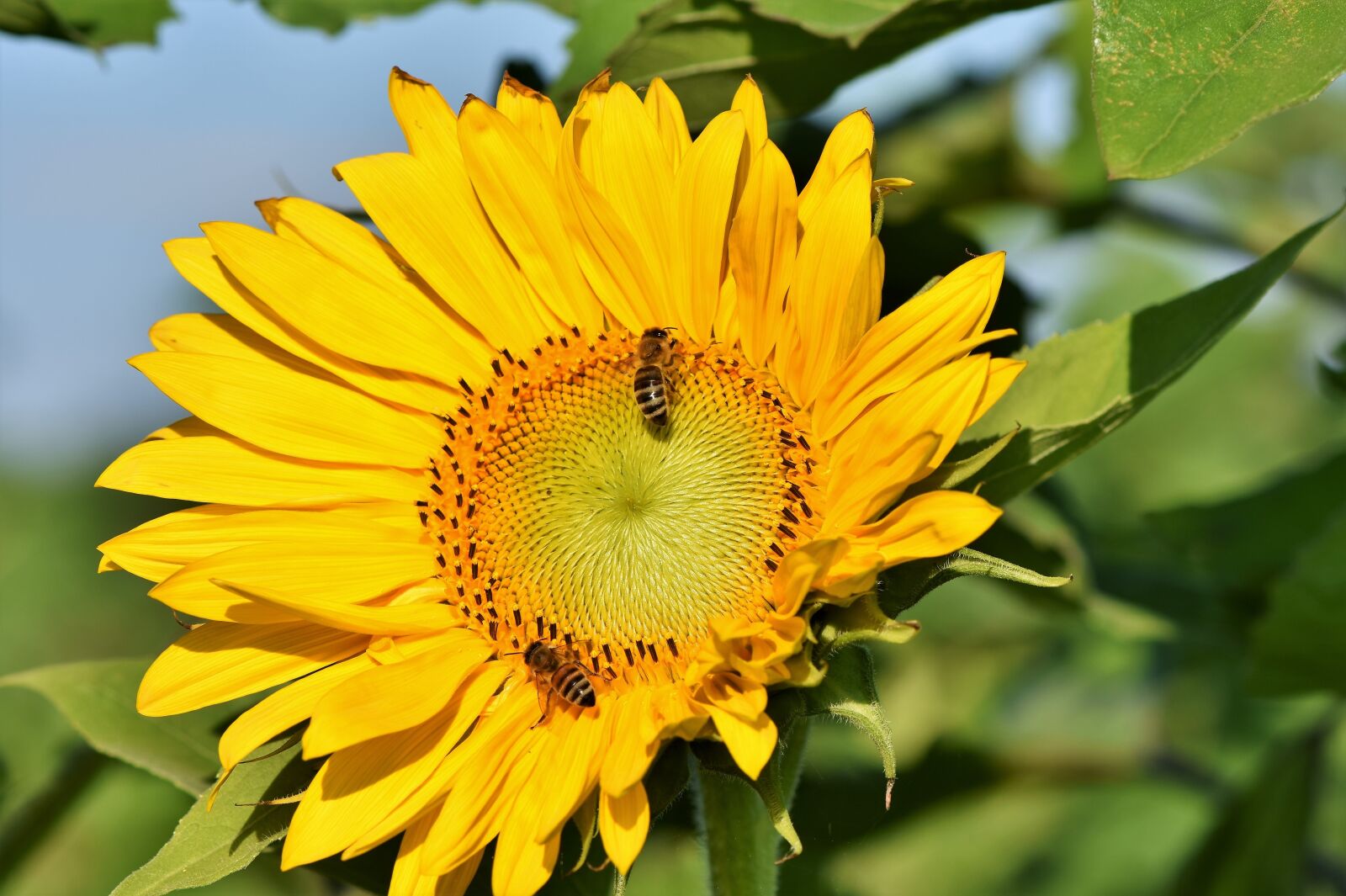 Nikon D7200 sample photo. Sunflower, flower, yellow photography