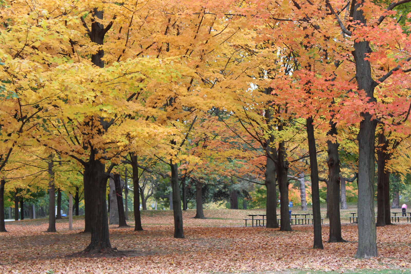 Canon EOS 650D (EOS Rebel T4i / EOS Kiss X6i) sample photo. Autumn, autumn, colours, autumn photography