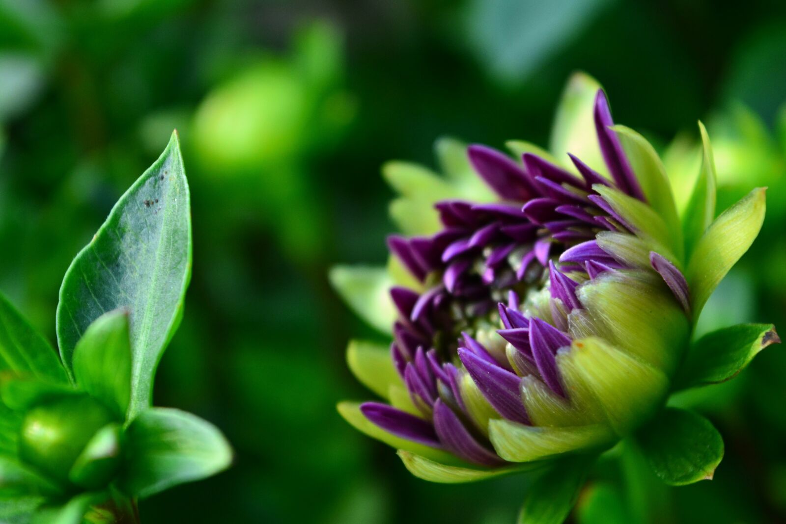 Nikon D5200 sample photo. Flower, petals, stem photography
