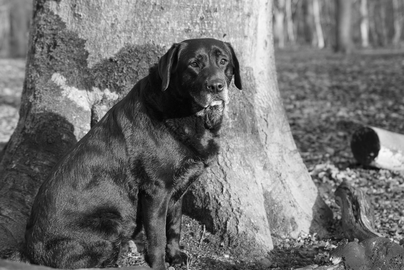 Canon EOS 6D Mark II sample photo. Labrador, black labrador, senior photography