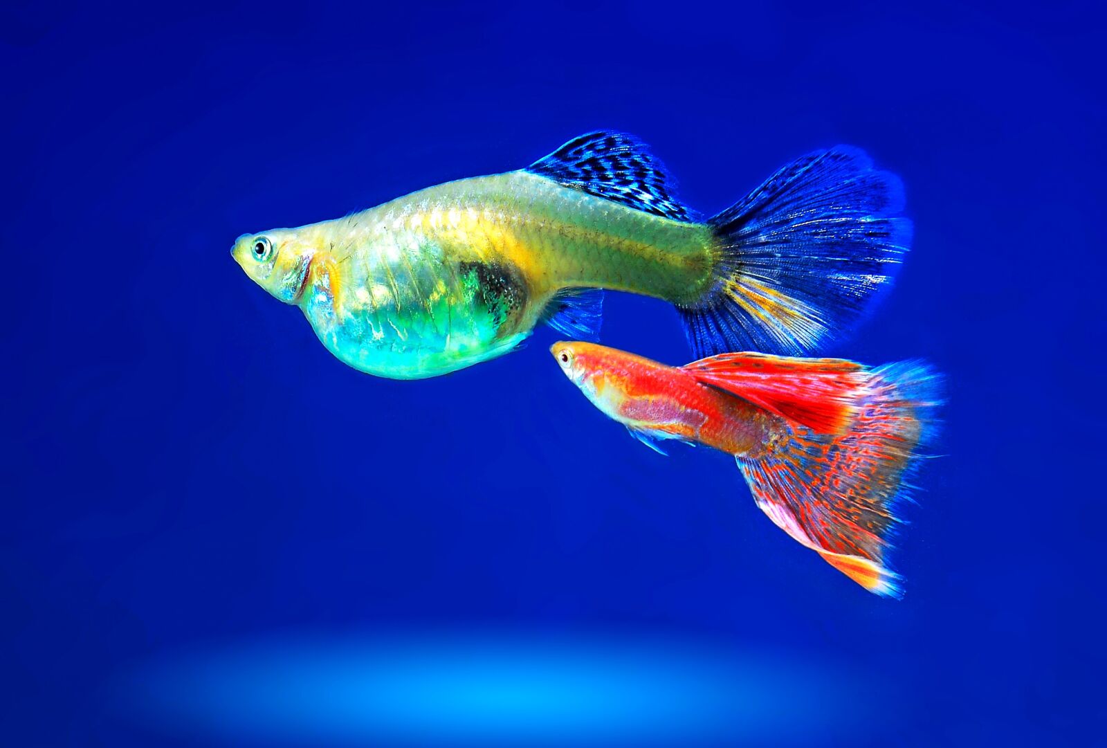 Nikon D800E sample photo. Aquarium, ornamental fish, fish photography
