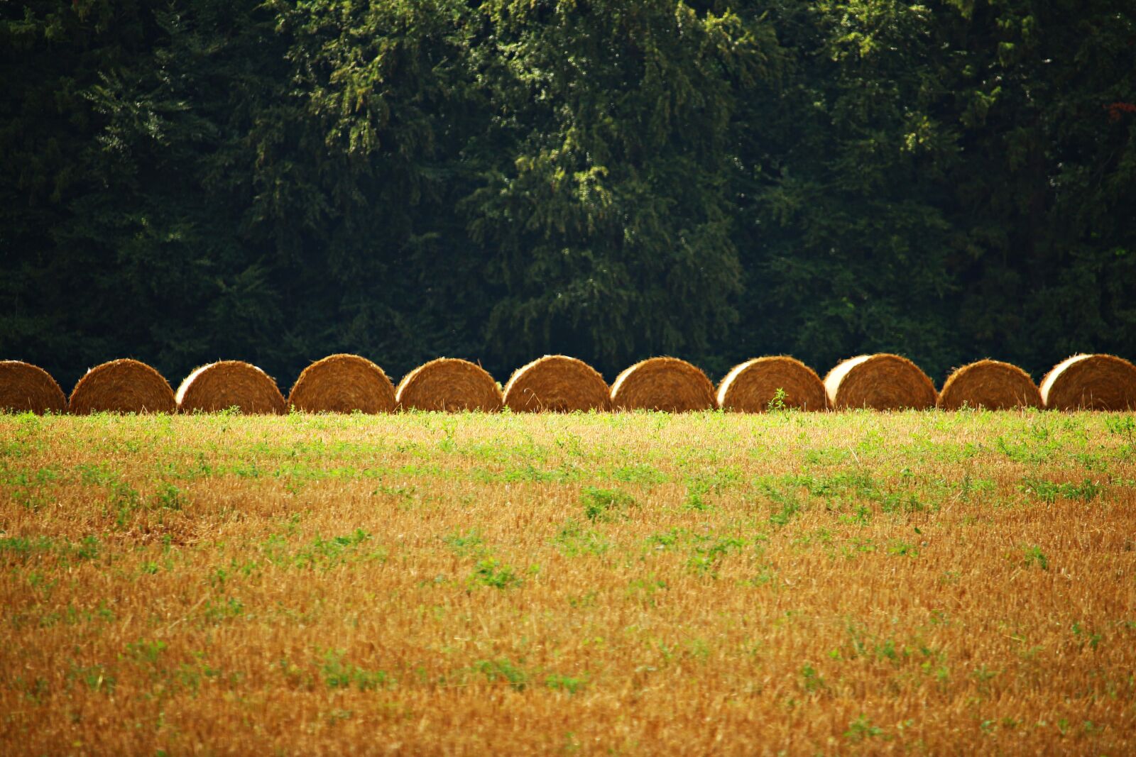 Canon EOS 100D (EOS Rebel SL1 / EOS Kiss X7) sample photo. Straw bales, straw, field photography