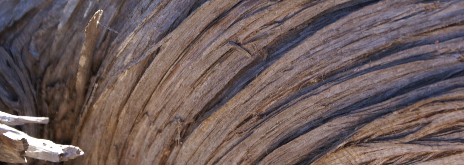 Sony Alpha DSLR-A100 sample photo. Wood, driftwood, drift wood photography