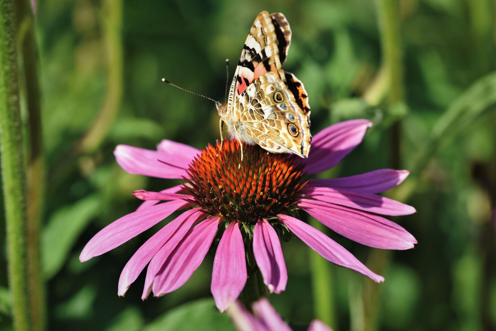 Nikon D7200 sample photo. Butterfly, butterflies, flight insect photography