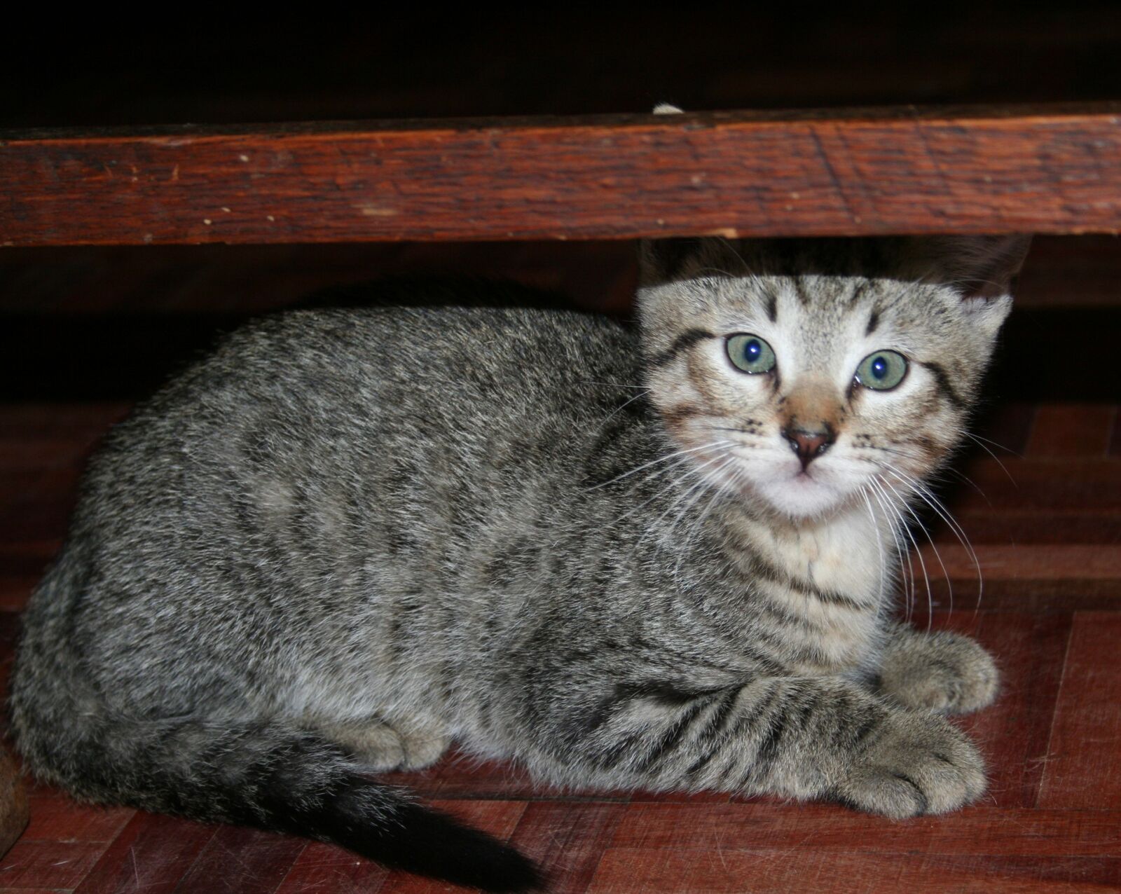 Canon EOS 350D (EOS Digital Rebel XT / EOS Kiss Digital N) sample photo. Cat, kitten, face photography
