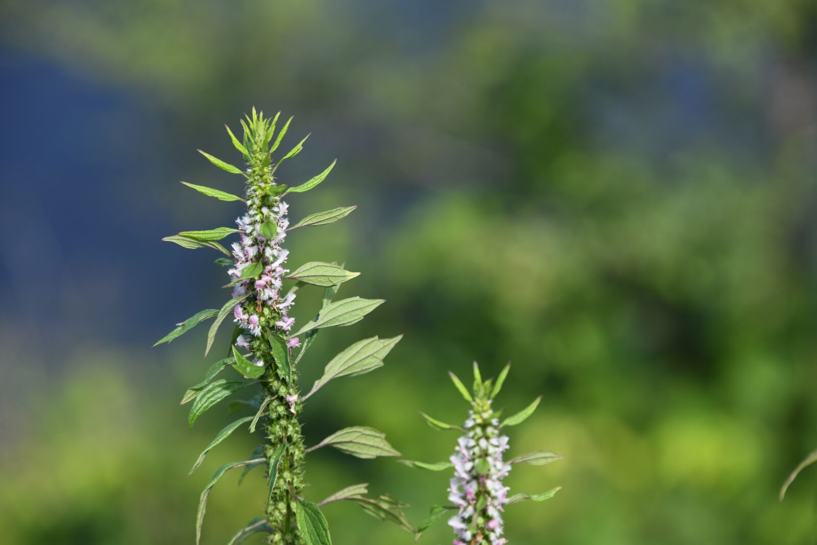 Nikon D850 sample photo. Flower, blossom, plant photography