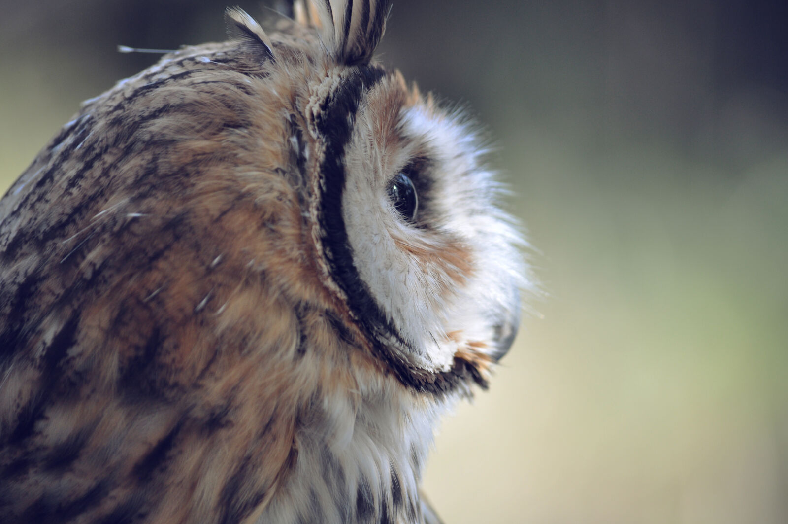 Nikon D5000 sample photo. Nature, owls photography
