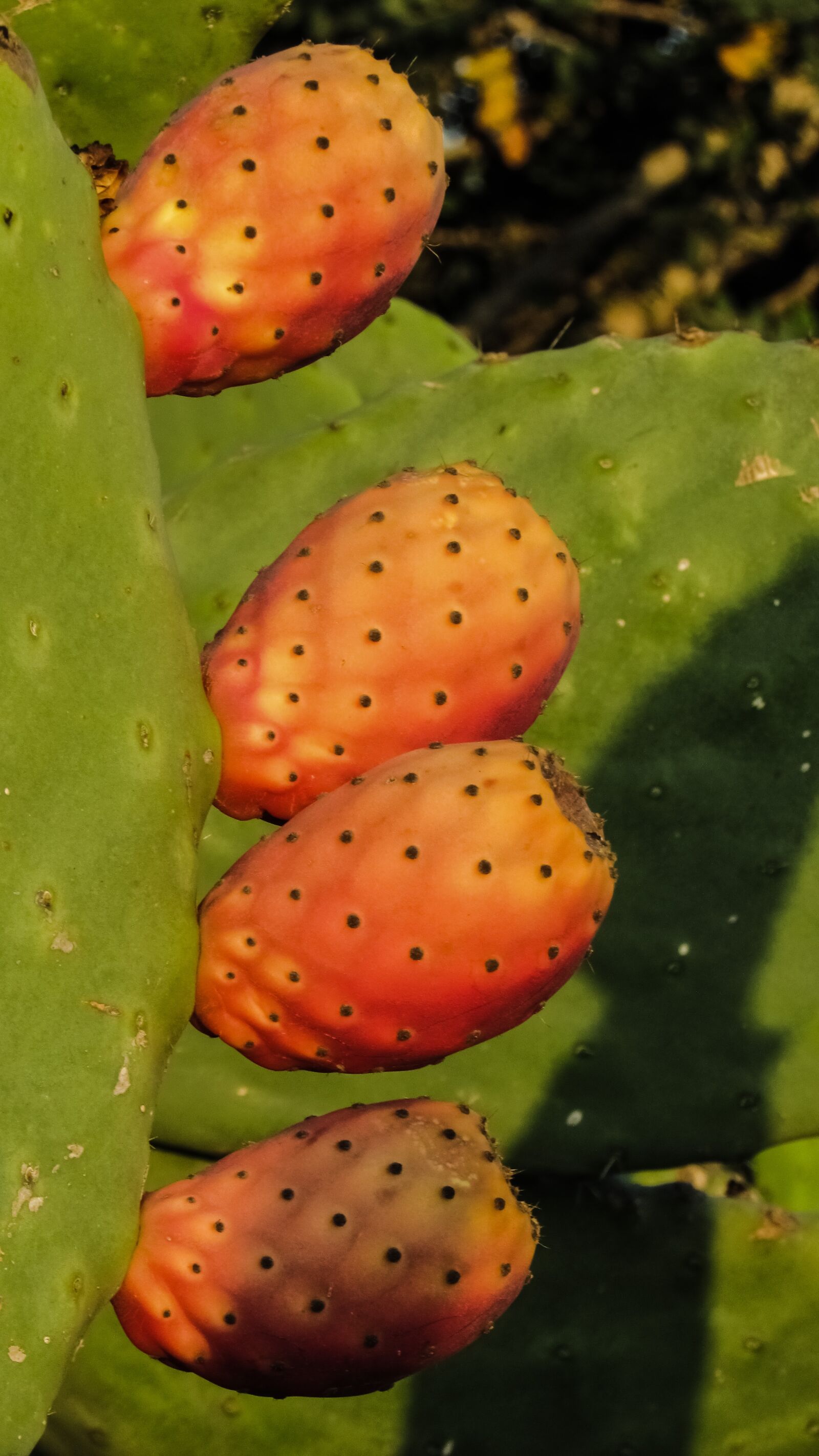 Canon PowerShot SX400 IS sample photo. Prickly pear, plant, cactus photography