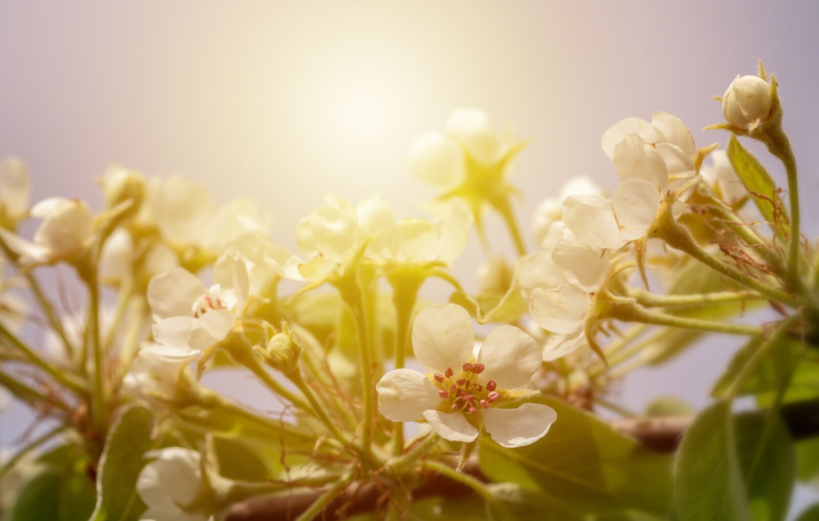 Nuova Unà Lama Per Tenda Otturatore Fotocamera O Per Canon Eos 750d 760d 800d Slr Parti Di Riparazione Fotocamera Digitale - Foto 11