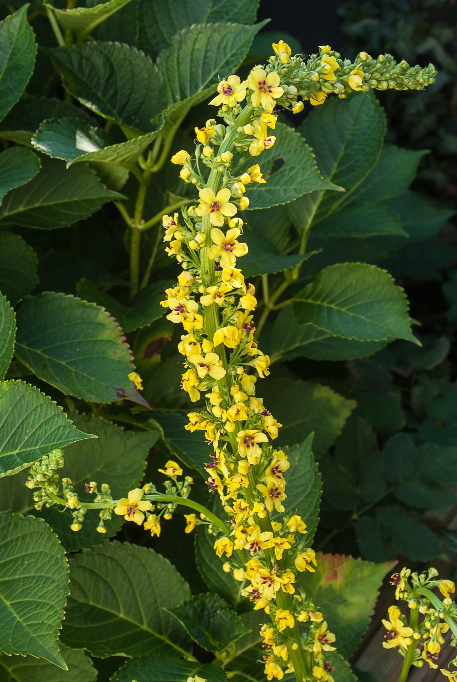 Nikon D3000 sample photo. Branch, blossom plant, spotted photography