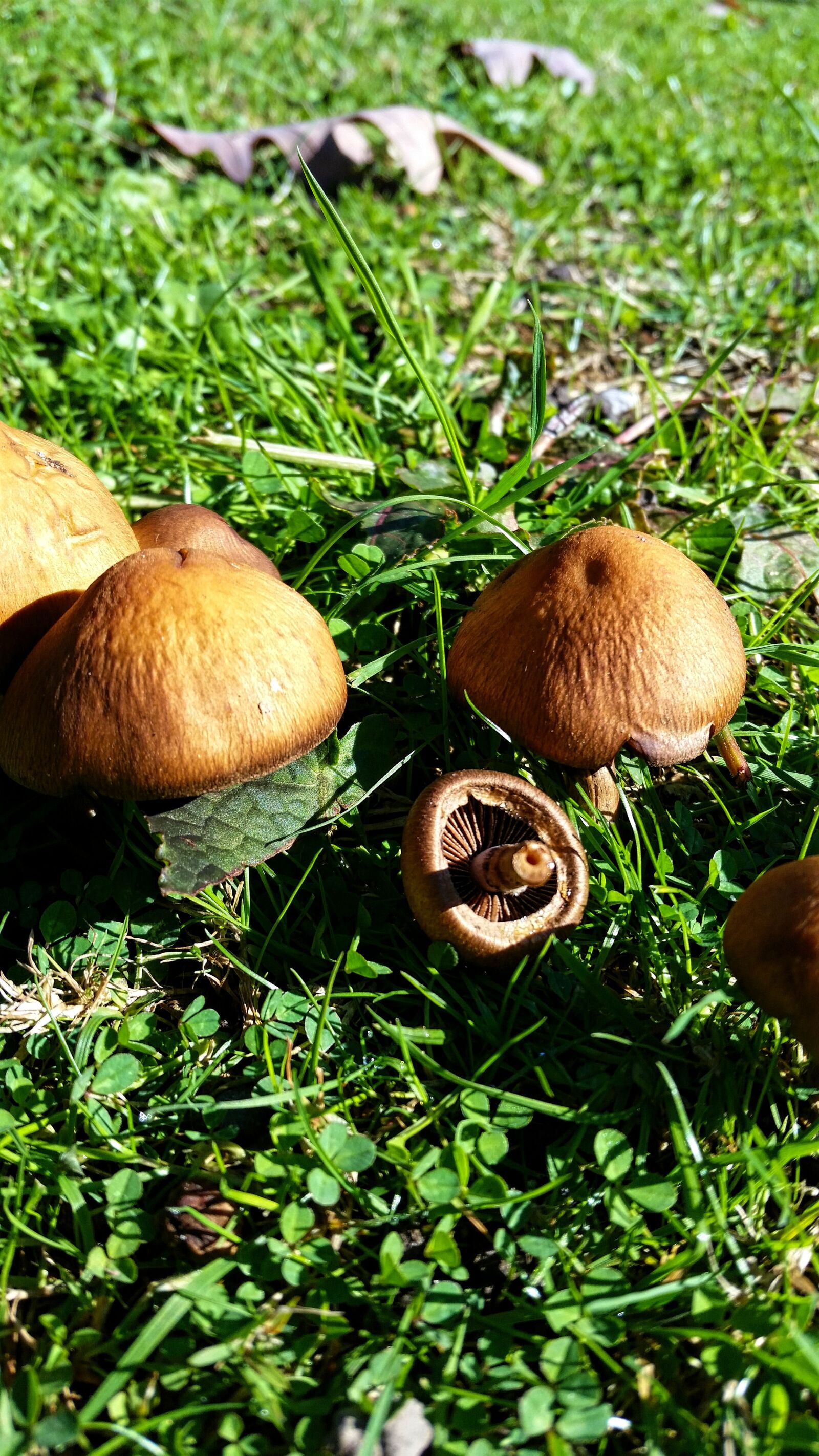 Samsung Galaxy S5 sample photo. Mushrooms, wild mushrooms, brown photography