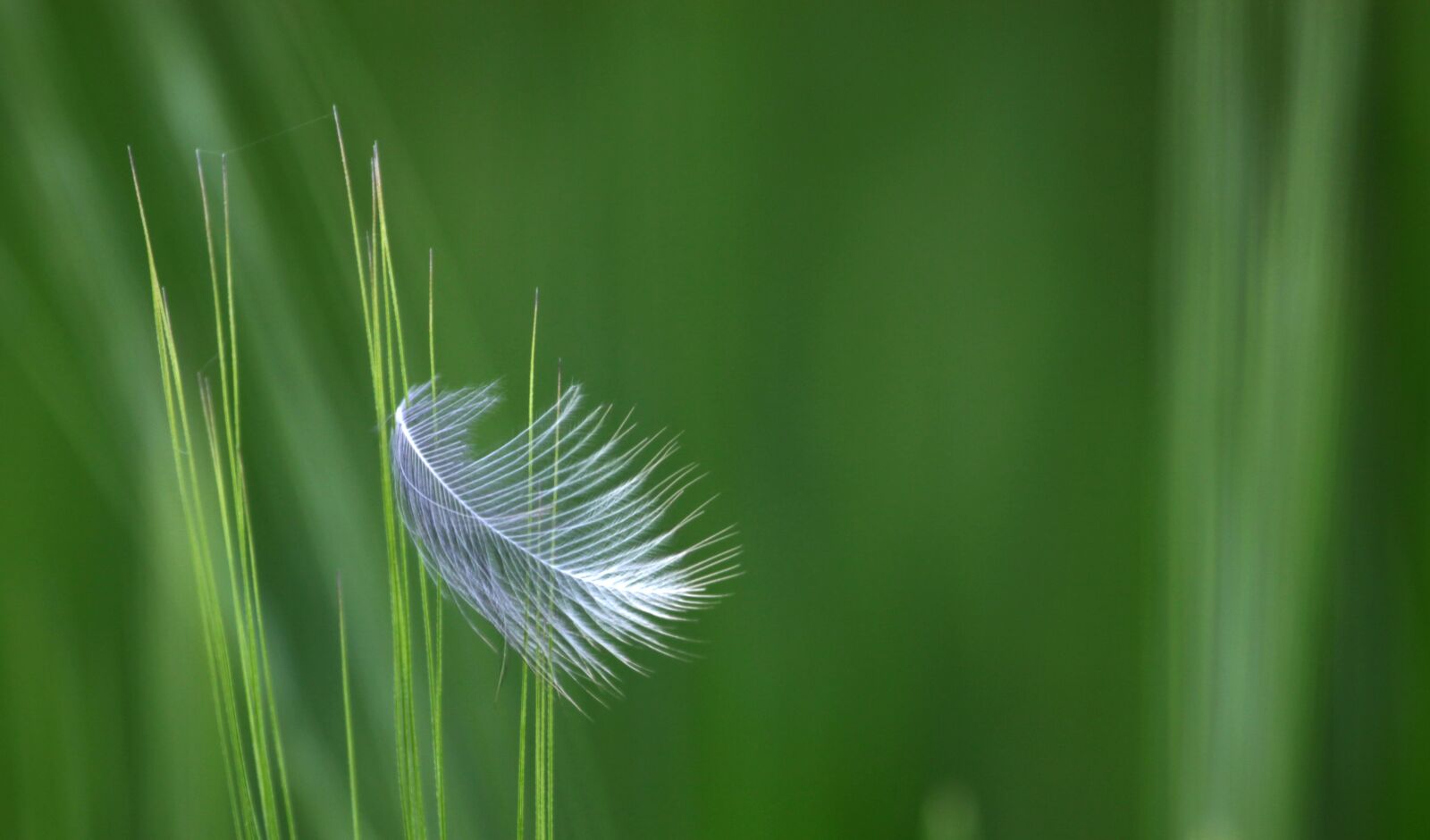 Canon EOS 50D sample photo. Feather, corn, field photography