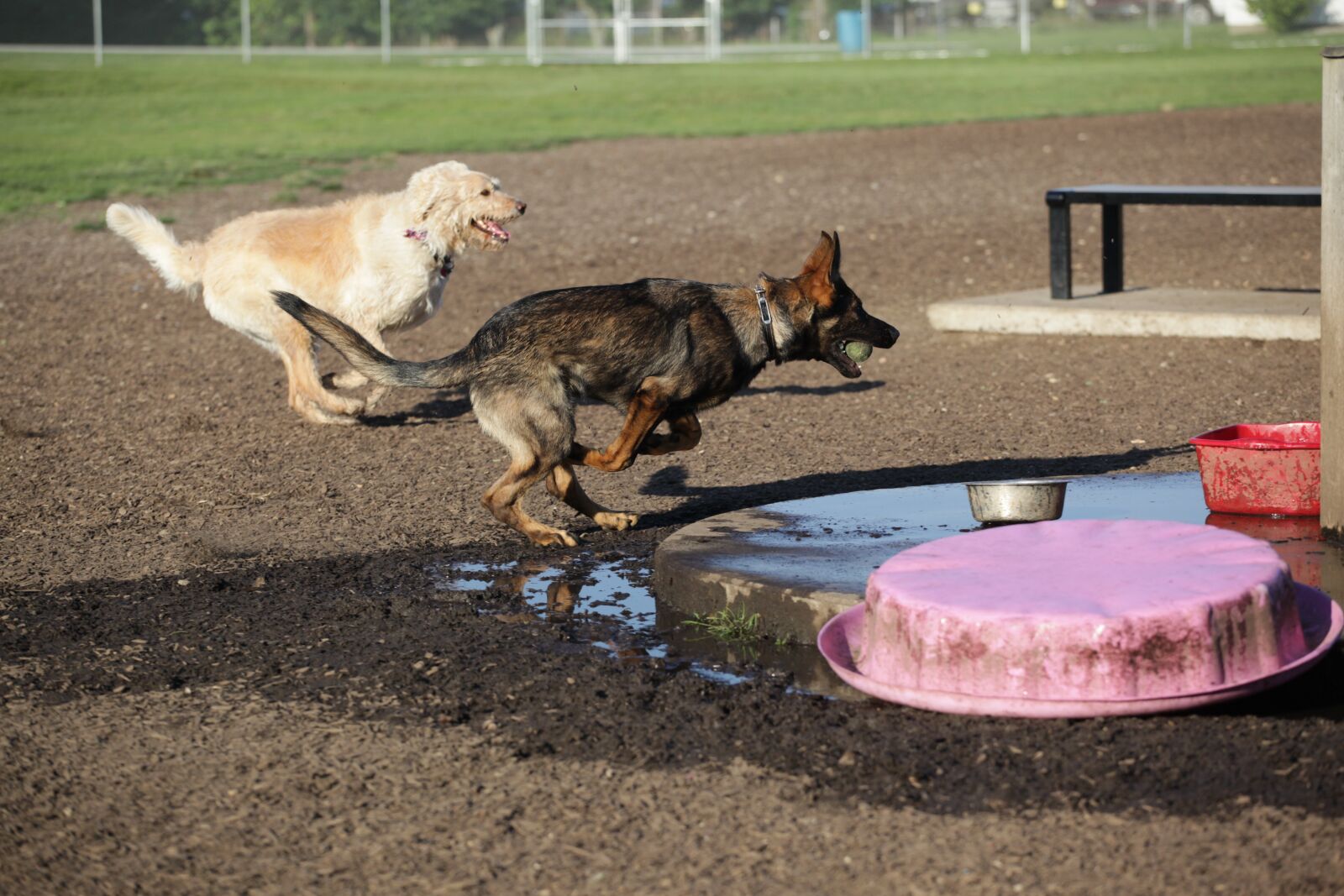 Canon EOS 5D Mark II sample photo. Dog, canine, dog park photography