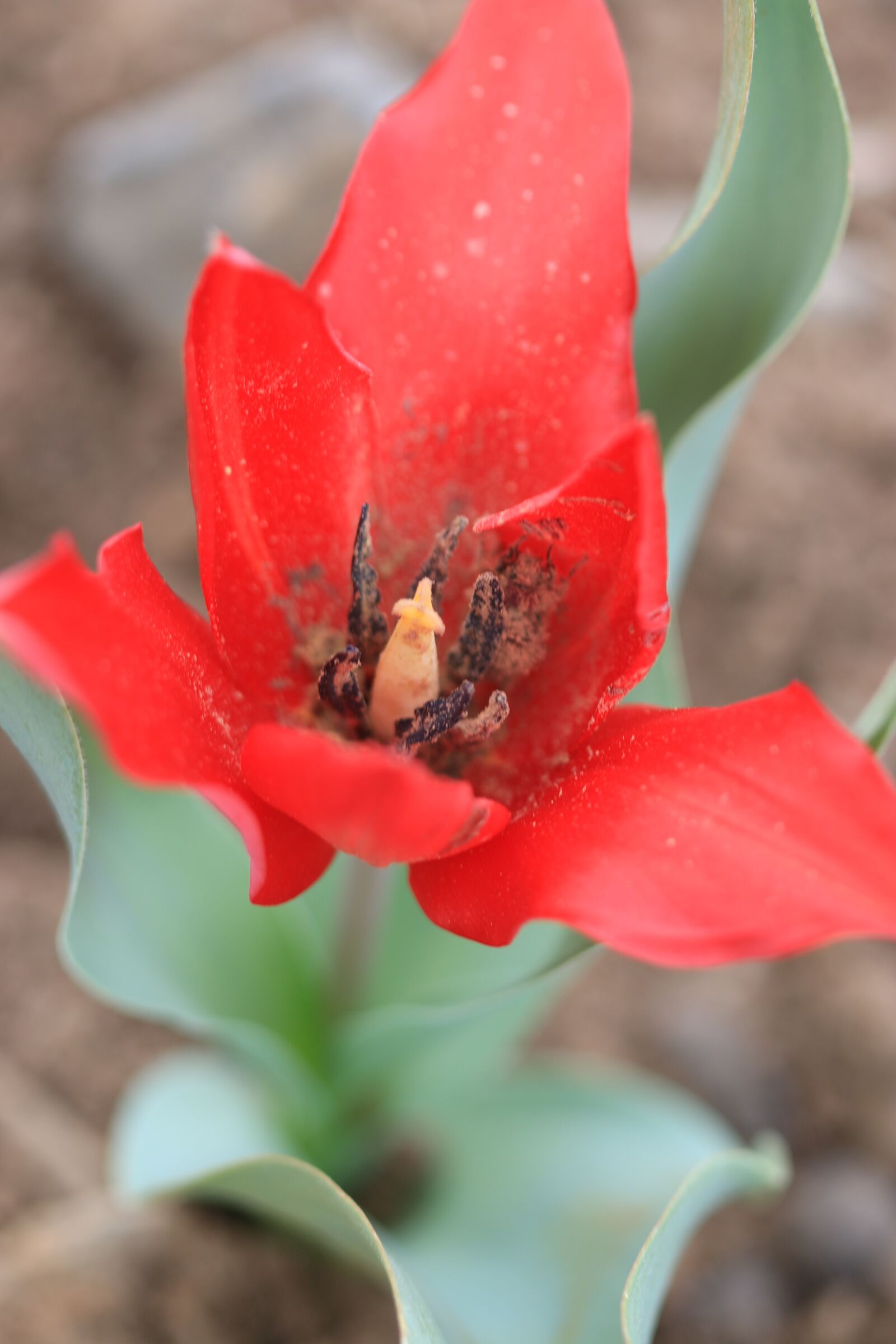 Canon EOS 70D + Canon EF 100mm F2.8 Macro USM sample photo. Green, red, flower photography