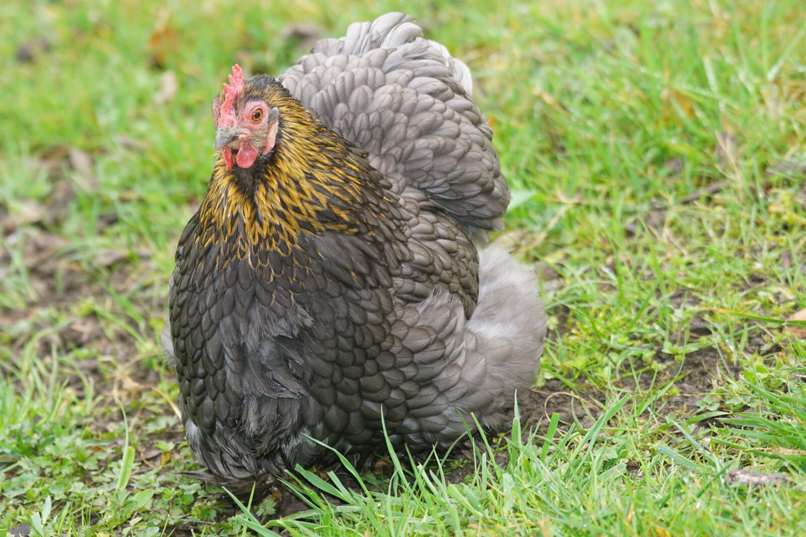 Sony ILCA-77M2 + Sony 70-400mm F4-5.6 G SSM sample photo. Cochin, hen, chicken photography