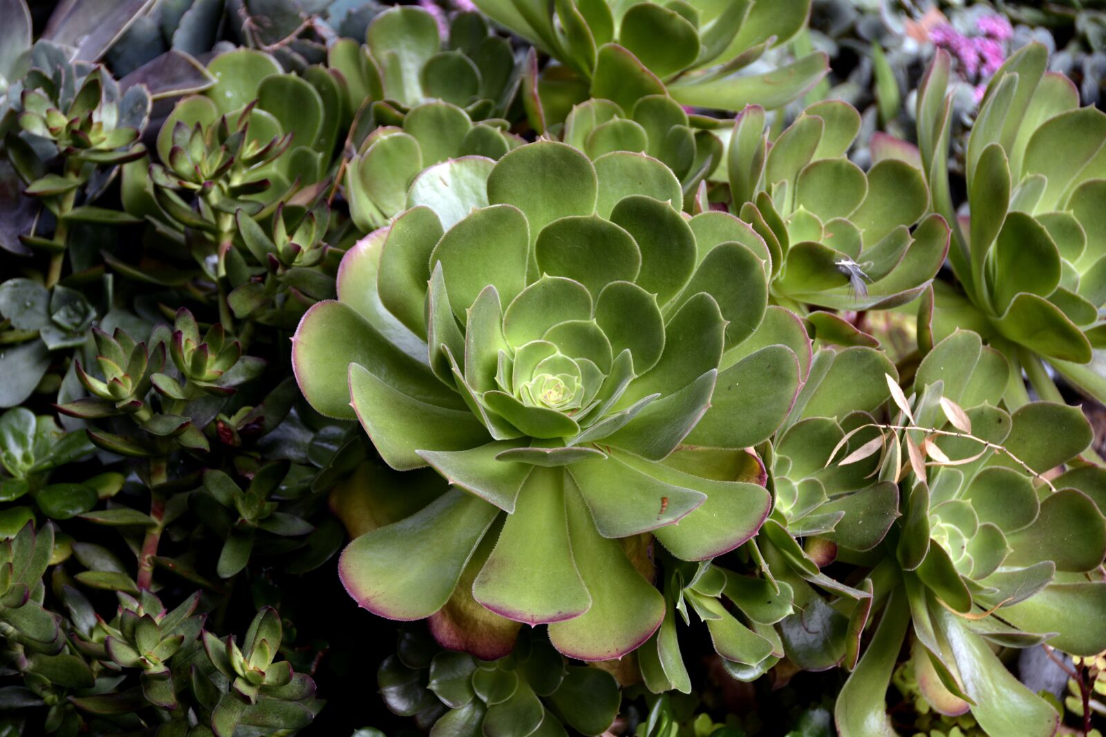Nikon D7100 sample photo. Thick sheet greenhouse, crassulaceae photography